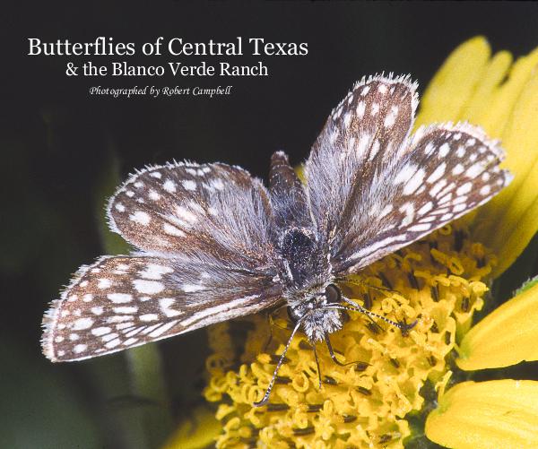 Central Texas - Butterflies.jpg