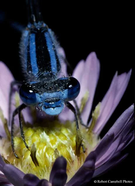 Insects — Robert Campbell's Photography
