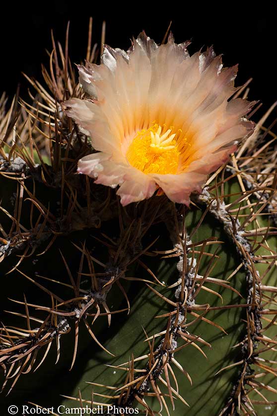 Cactus_Bloom.jpg