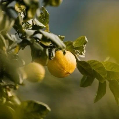 Bergamot, the citrus family's sunshine fruit, shines bright with its golden-green essence, balancing lightness and depth. Its scent bursts with clarity, lifting the spirit and smoothing the day's edges. Bergamot is a key accord in Solar 🍃

#bergamot