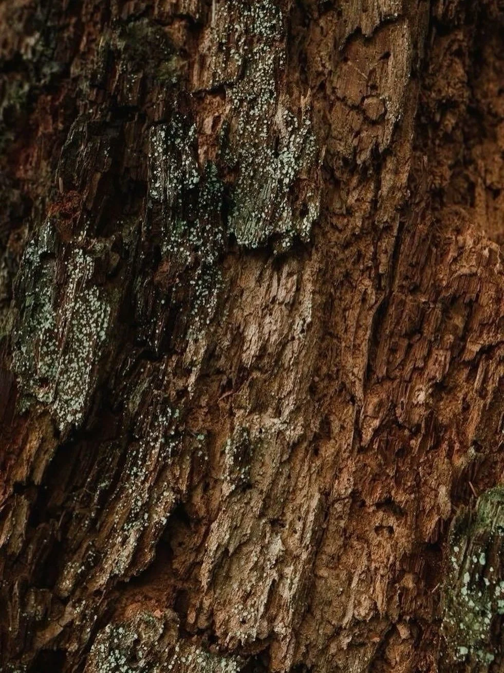 UPLAND&bull; The mountain air is alive with the scent of Jeffrey pine, its crisp aroma refreshing and rejuvenating. The subtle hint of juniper berry adds depth to the fragrance. As you breathe in, the earthy scent of the forest floor rises, grounding