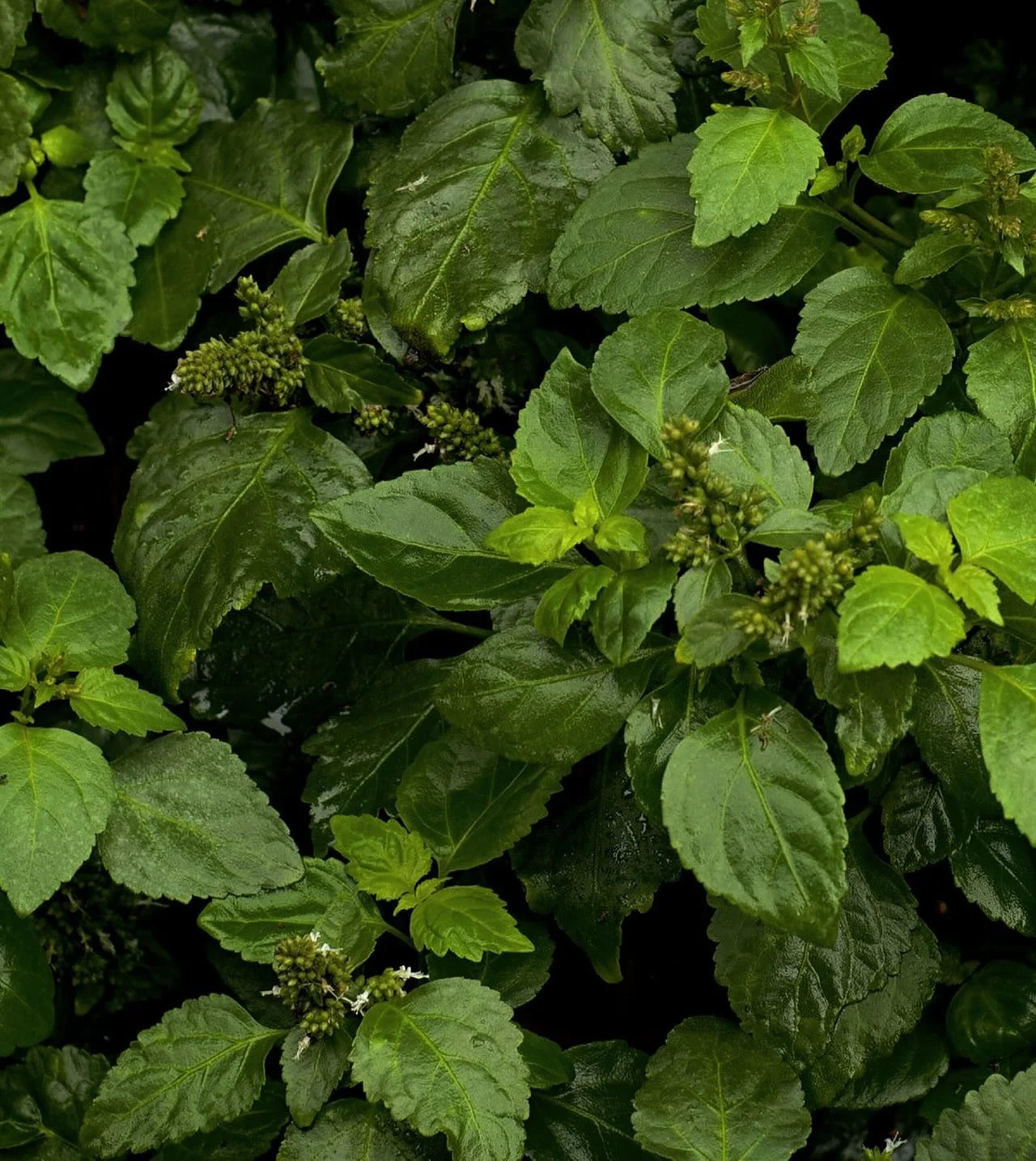 The Power of Scent: Amour

A warm pull back into yourself.
Patchouli sits at its center&mdash; earthy, sensual, grounding.
A note known to revive the tired, lift the gloomy,
and soften the edges of stress.

It awakens the senses, stirs desire, and br