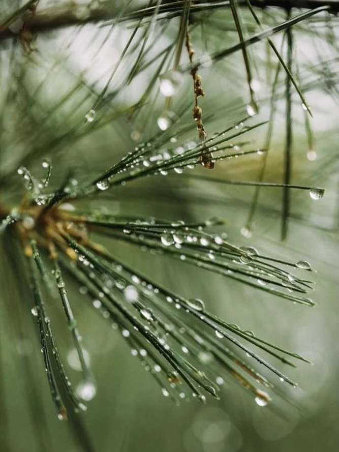 In the High Sierra, nature speaks in stillness. Crisp Jeffrey pine, subtle juniper, earthy forest floor, and the sweetness of wild grasses near glacial lakes. Upland invites the calm, untamed beauty of the mountains home. 

Shop Upland online at ambe