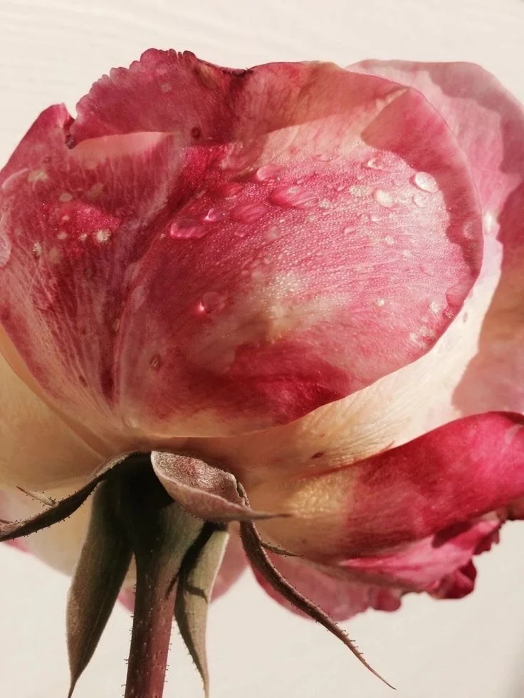 ✨ The rose at the heart of Amour weaves warmth and floral depth into every moment, inviting you to slow down, open your heart, and let the scent of intimacy and connection fill your space. ✨ 

#amour #ambersakai #luxurycandles #fragranceasfrequency