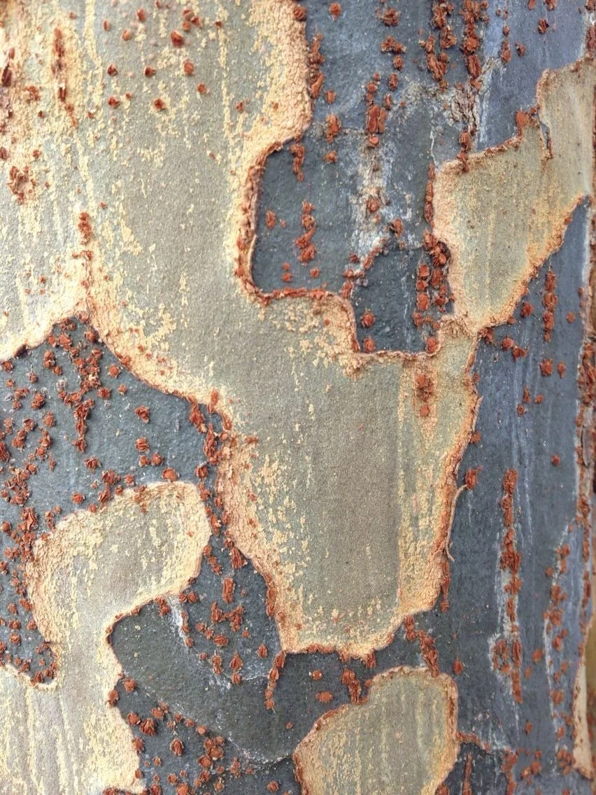 Nature is the place we return to
when we&rsquo;re seeking clarity,
when we need our thoughts to settle
like morning light on quiet bark.

UPLAND is that breath of crisp air &mdash;
a reminder to pause, ground,
and let openness find you again.