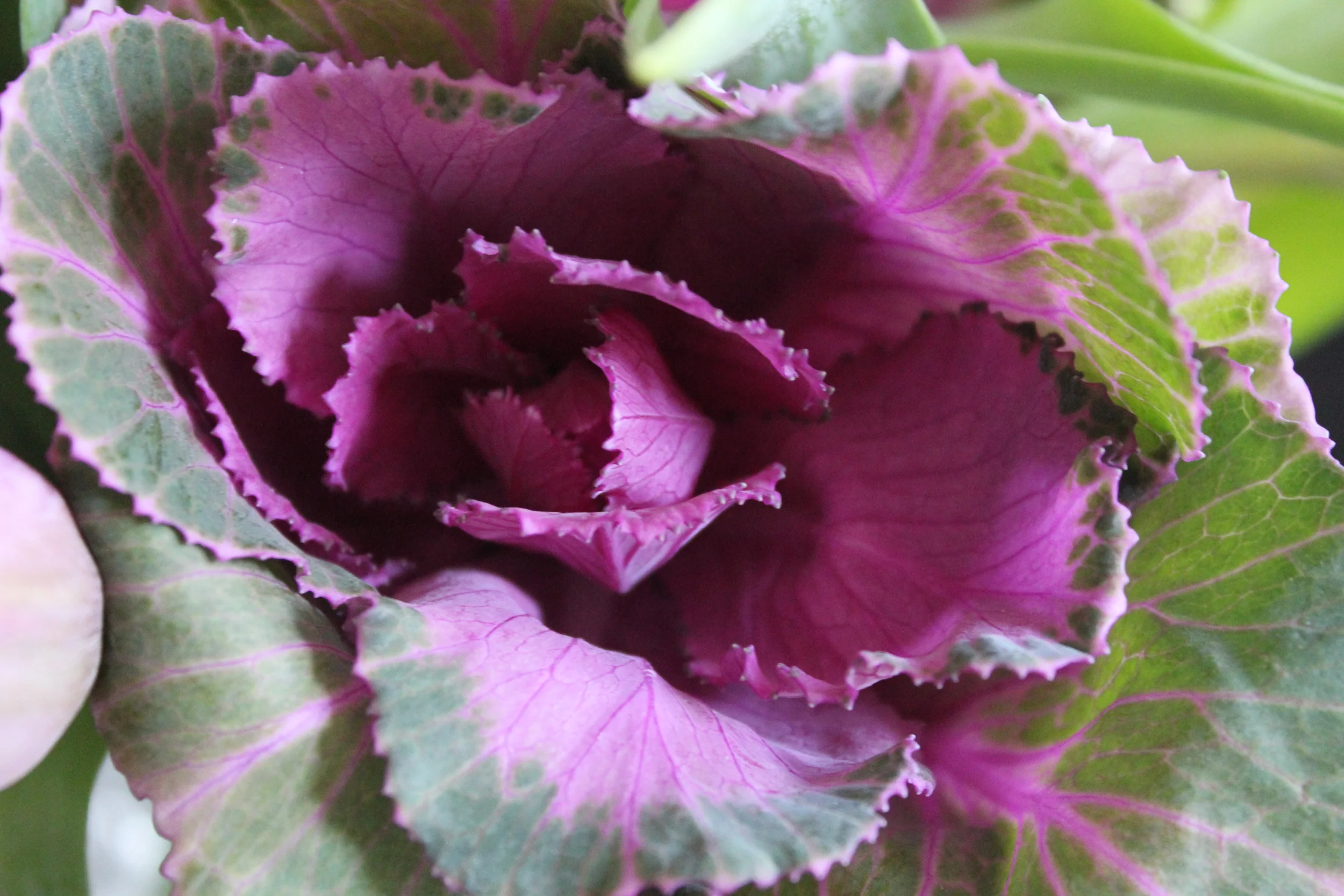 Kale Flowers + Purple Tulips