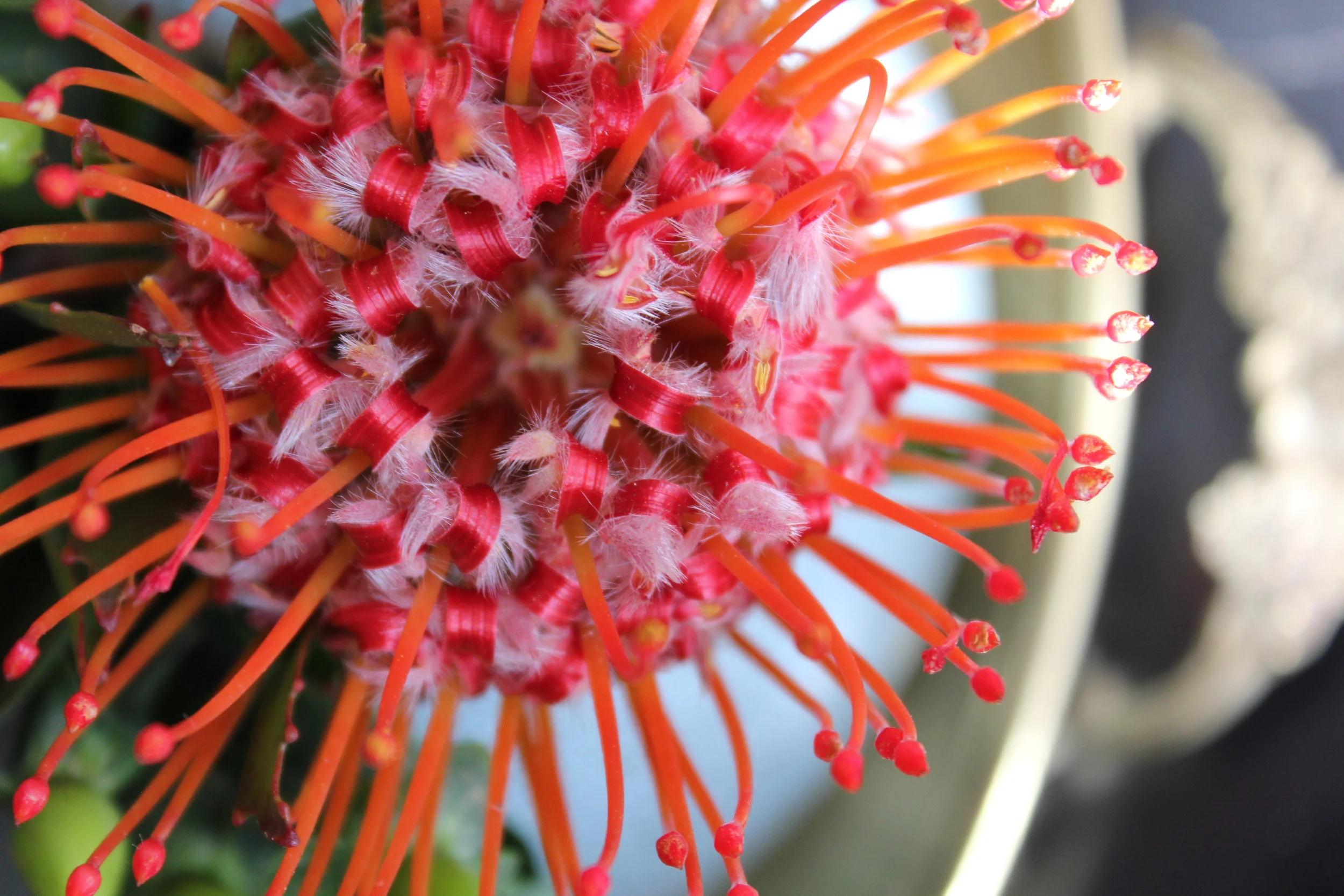 Protea Pincushion Flowers