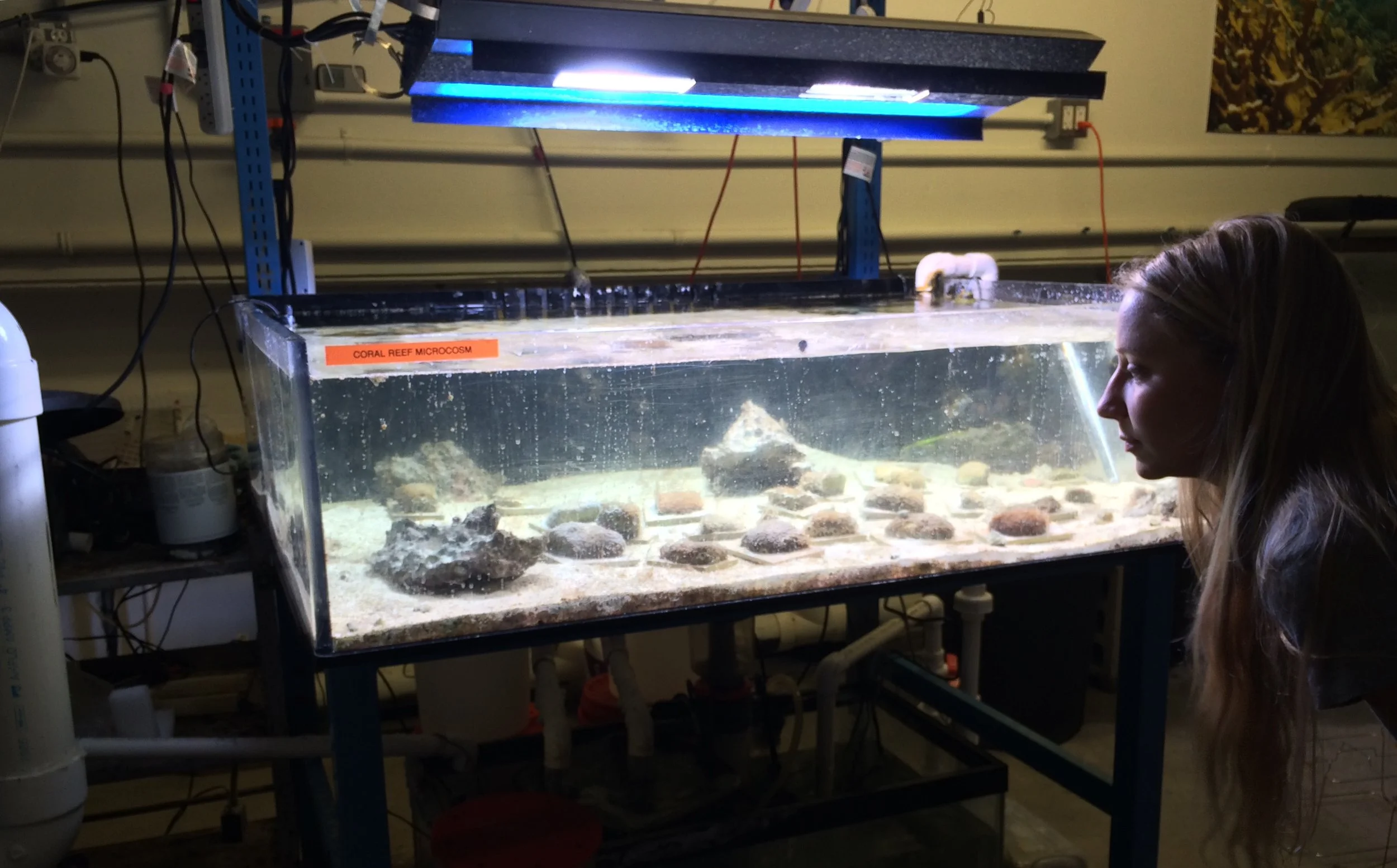 Checking out a "Coral Reef Microcosm"!
