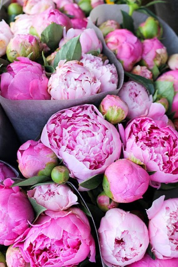 http://www.brightboldbeautiful.com/2013/03/15/happy-weekend-2/ Spring Flower: Peonies