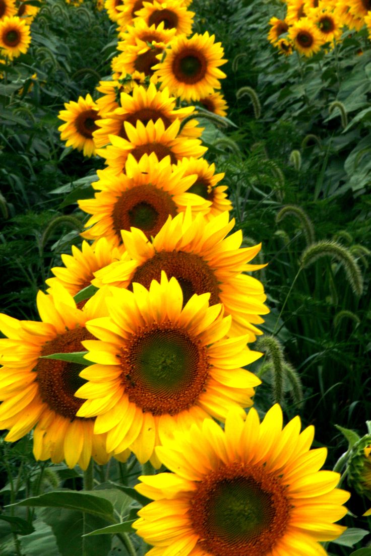 http://mylusciouslife.com/become-your-own-florist-create-luscious-flower-arrangements-at-home/ Autumn Flower: Sunflowers