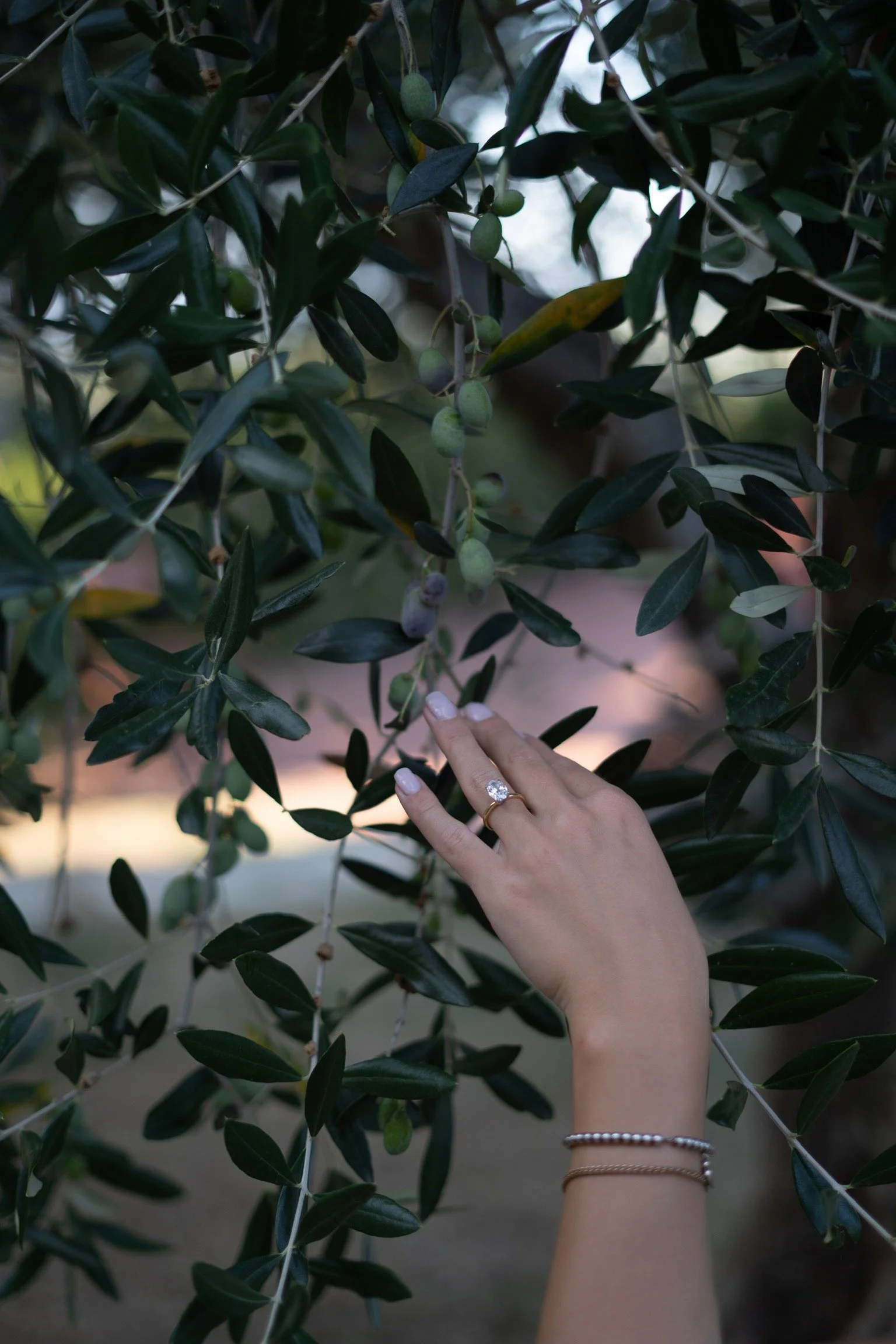 A person's hand with a ring is touching green olives on an olive tree.
