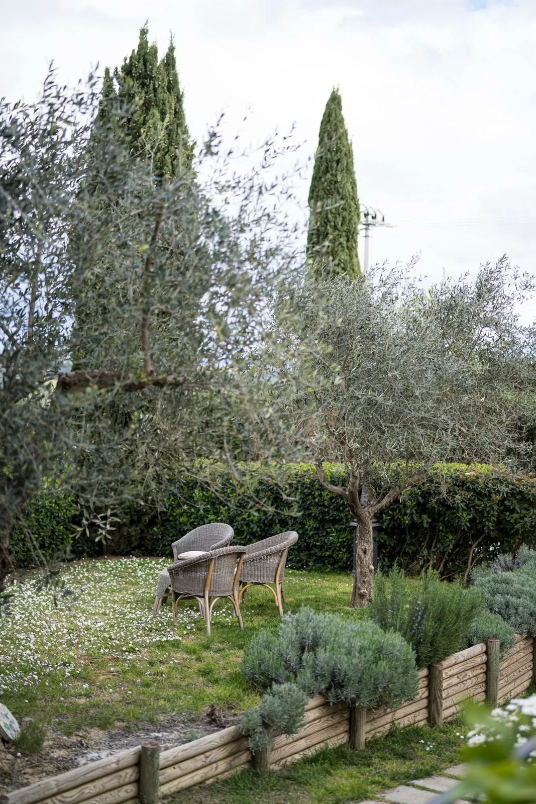 A garden scene with two wicker chairs next to a small tree, surrounded by greenery and white flowers, with tall cypress trees in the background.