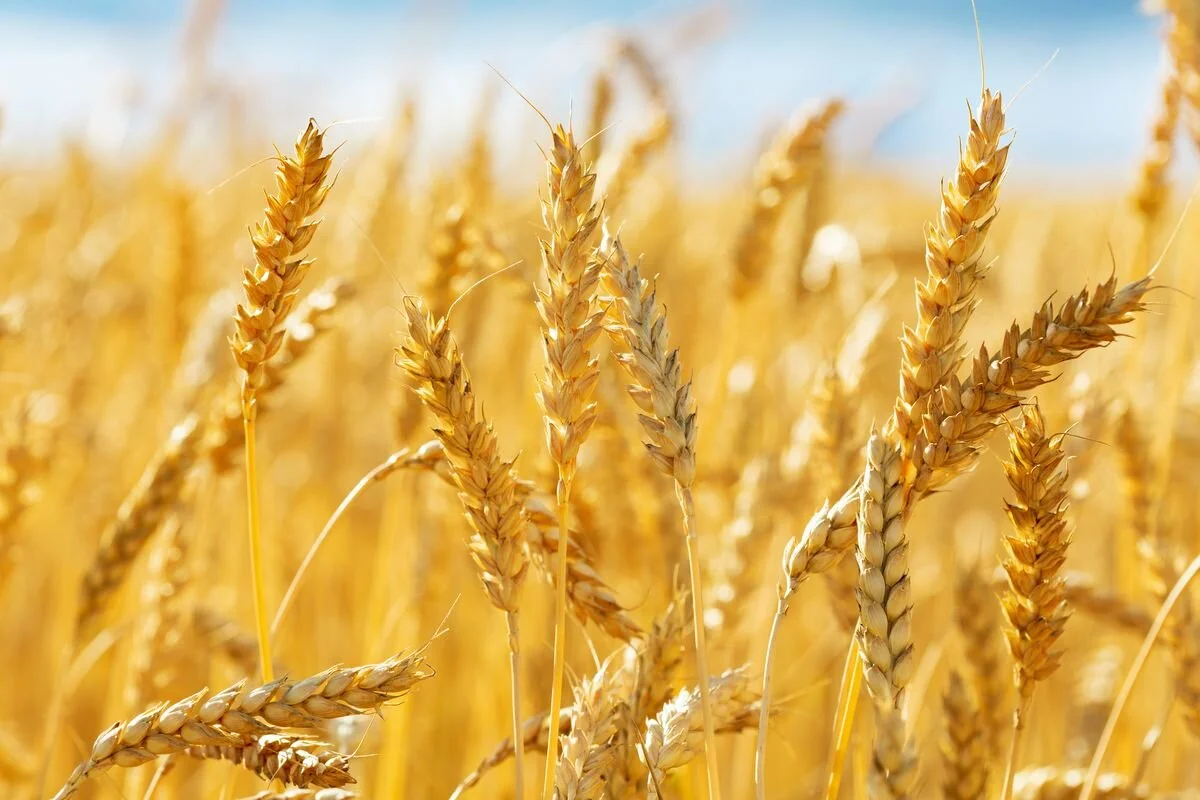 FINDING WHEAT AMONGST THE WEEDS