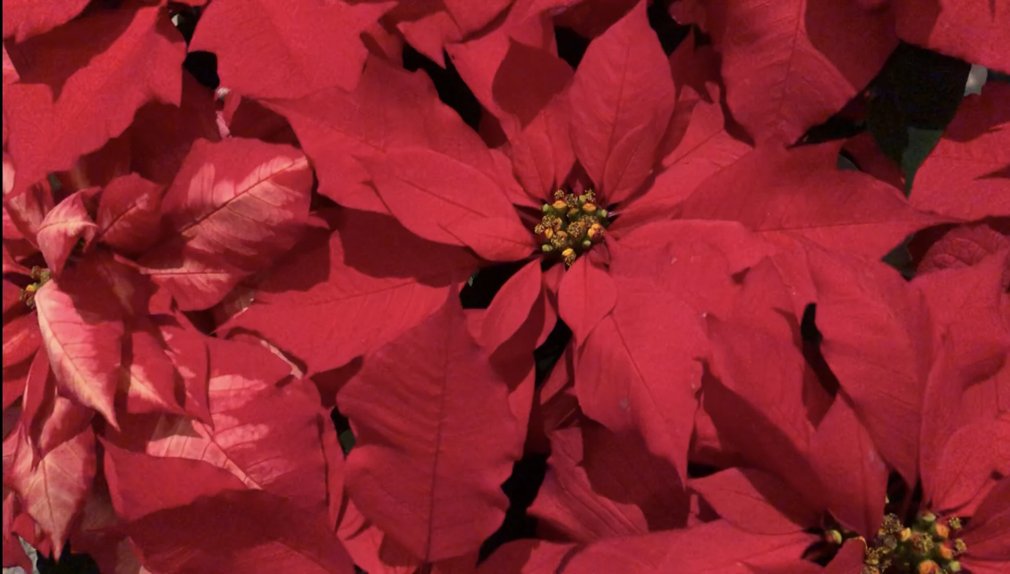 Poinsettia Give-Away