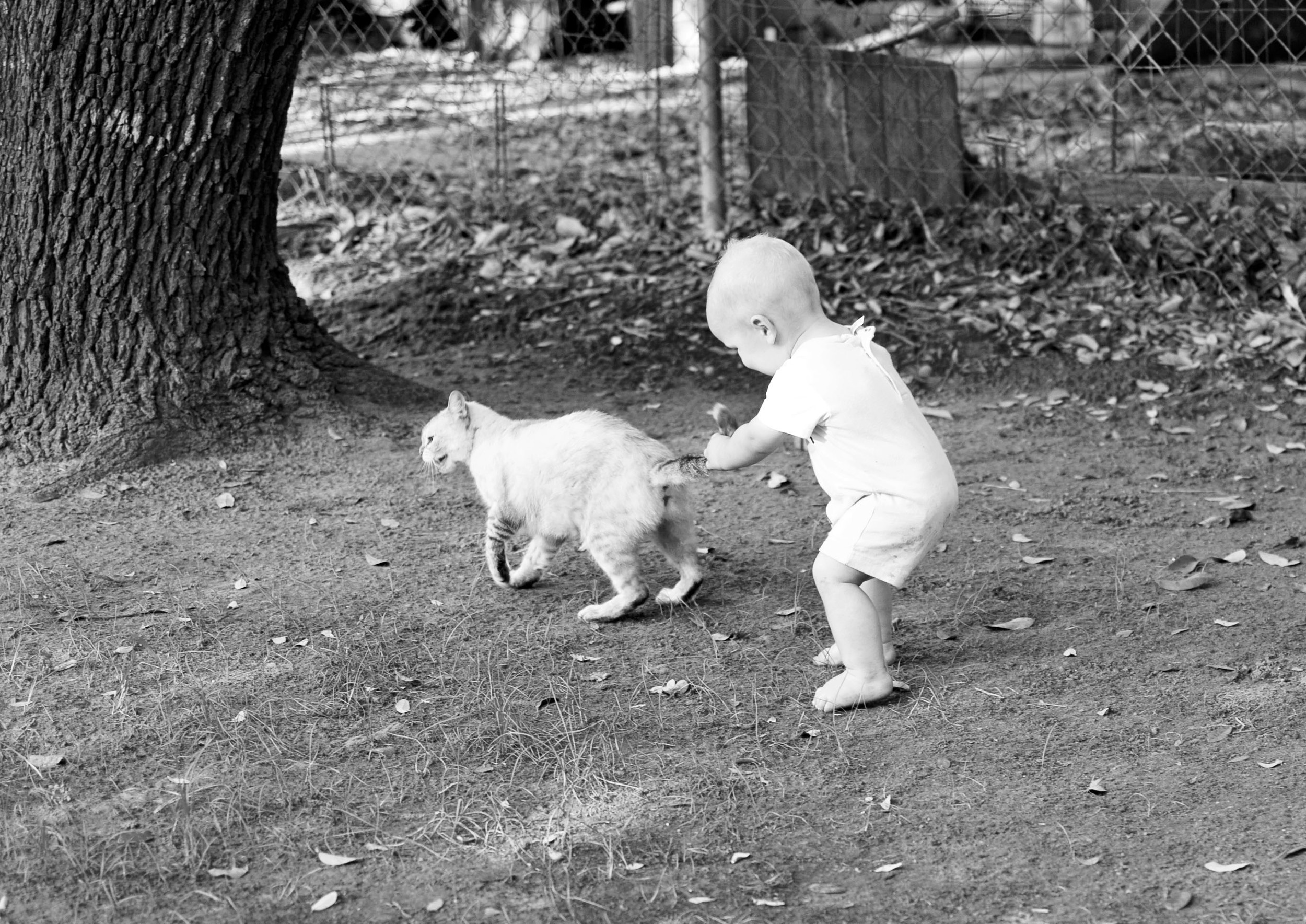 C man pulling poor chloes tail.