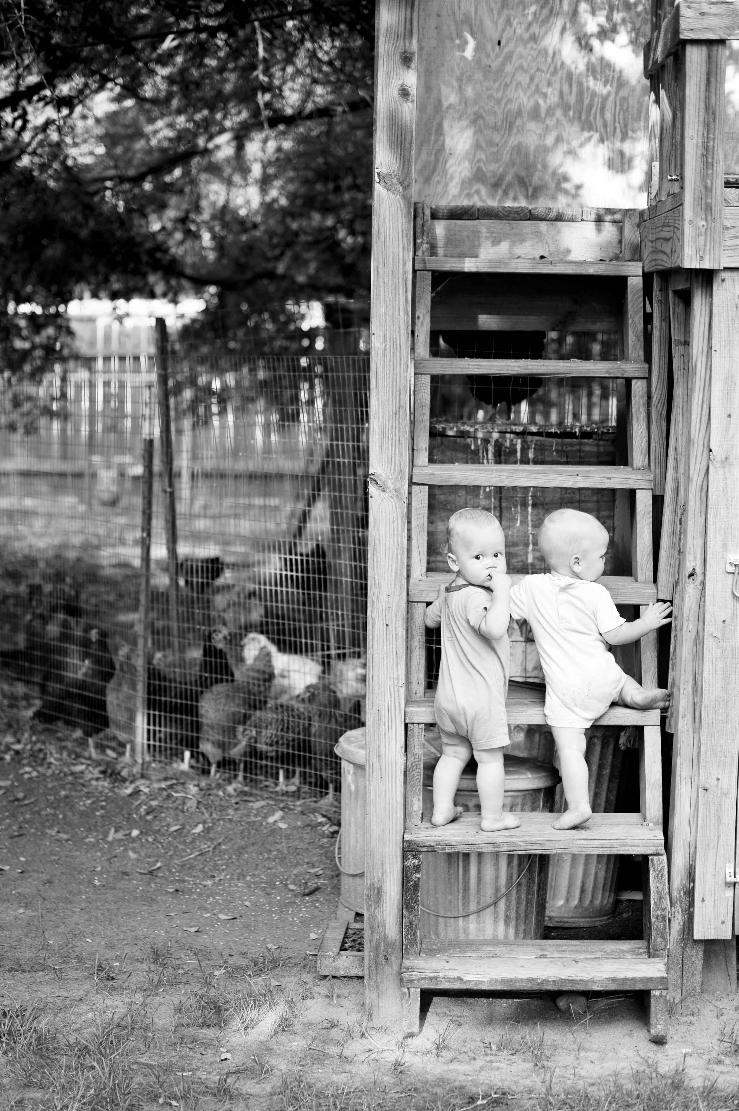 G and C getting busted climbing the stairs they are not suppose to, while the chickens look on hoping for some scratch.