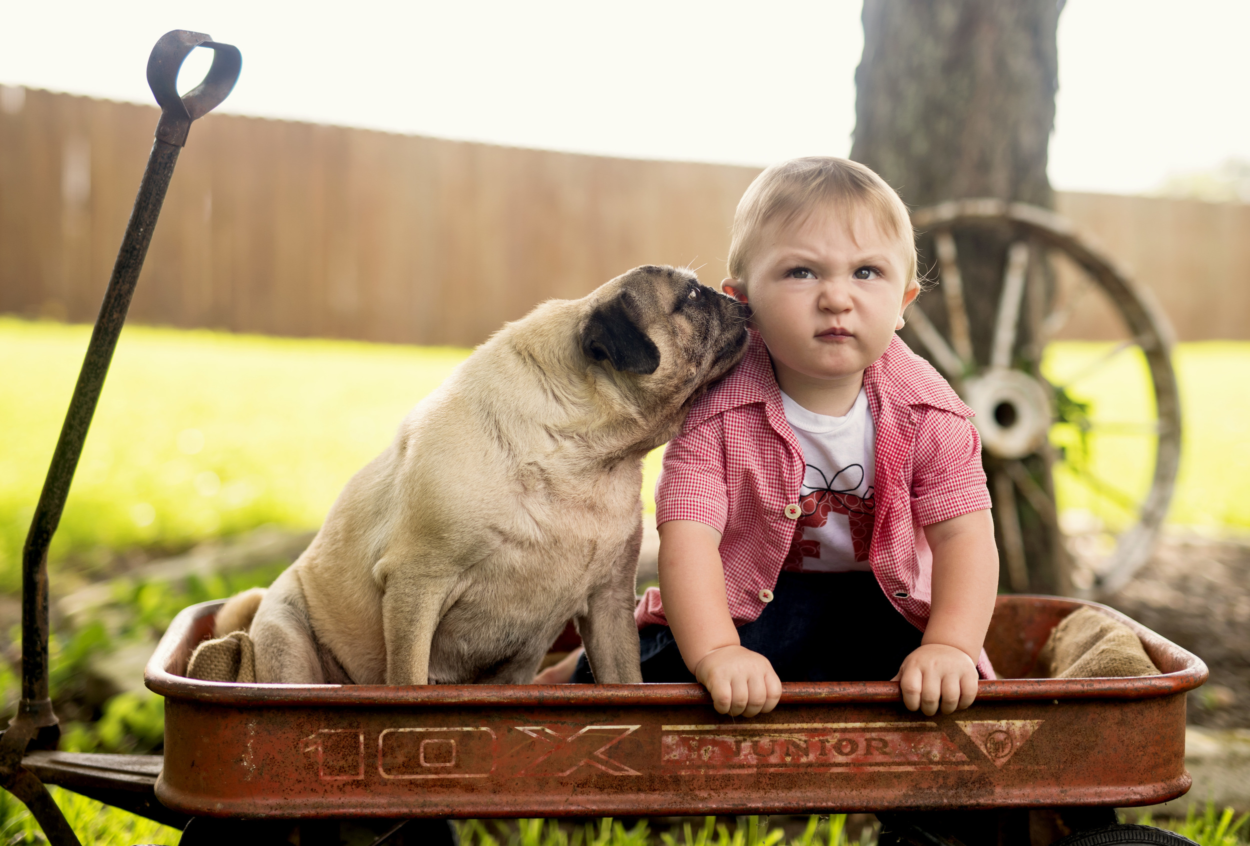 pug and boy 1st year photos