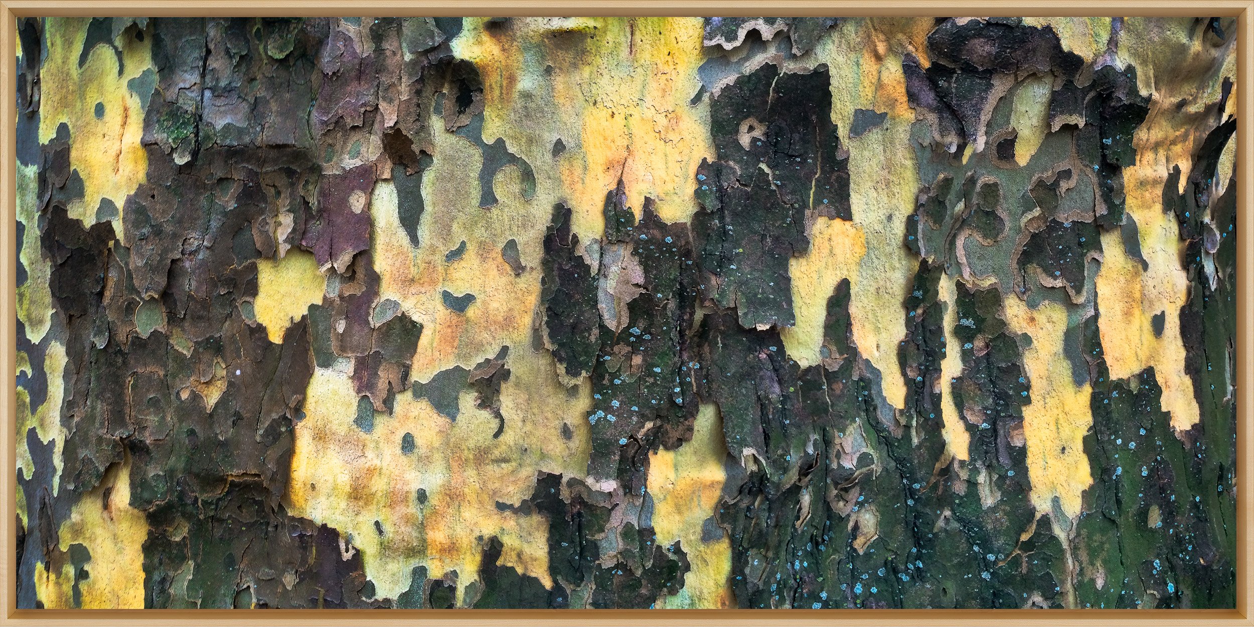 Plane Tree Study 2500.jpg