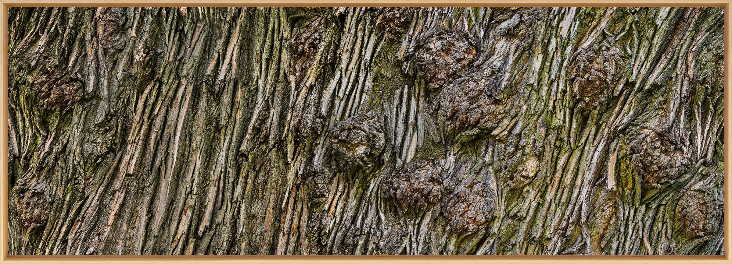 Norway Maple.jpg
