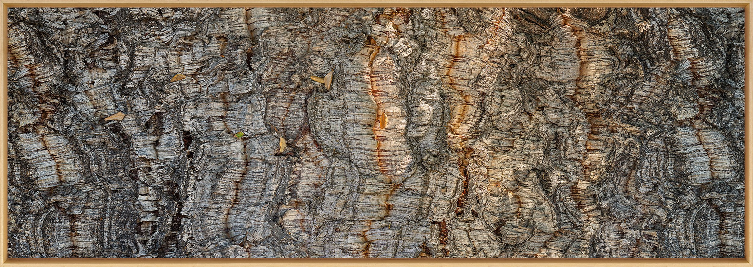 Cork Oak 2600.jpg
