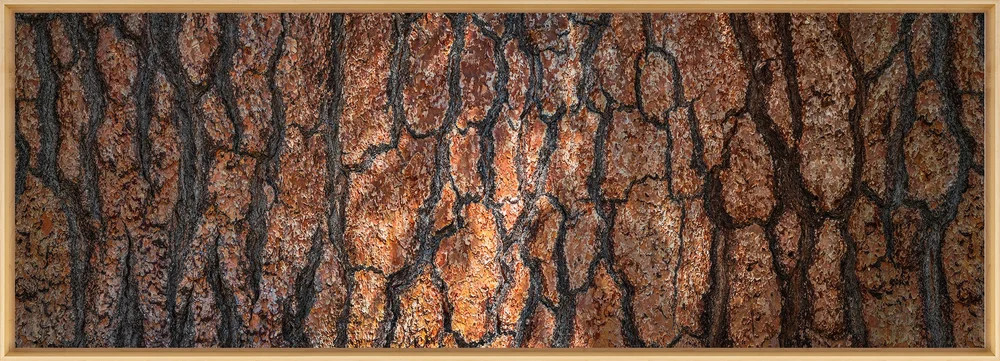 Stephen Robeck Trees Series — Stephen Robeck