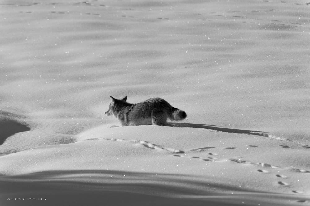 Costa_150113_5705.jpg