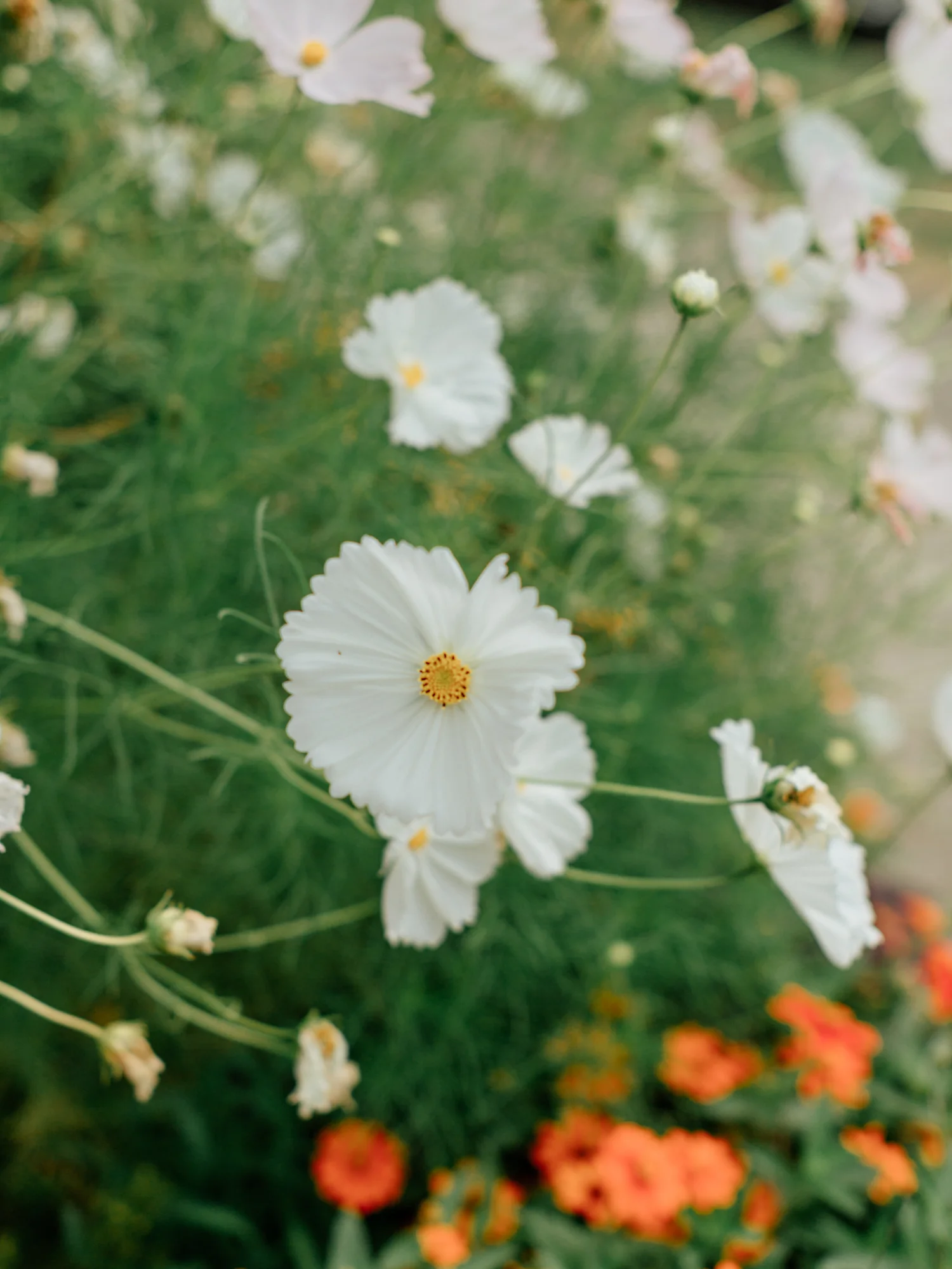 Stolen Glimpses Seattle Wedding Photographer Hidden Meadows Wedding 37.jpg