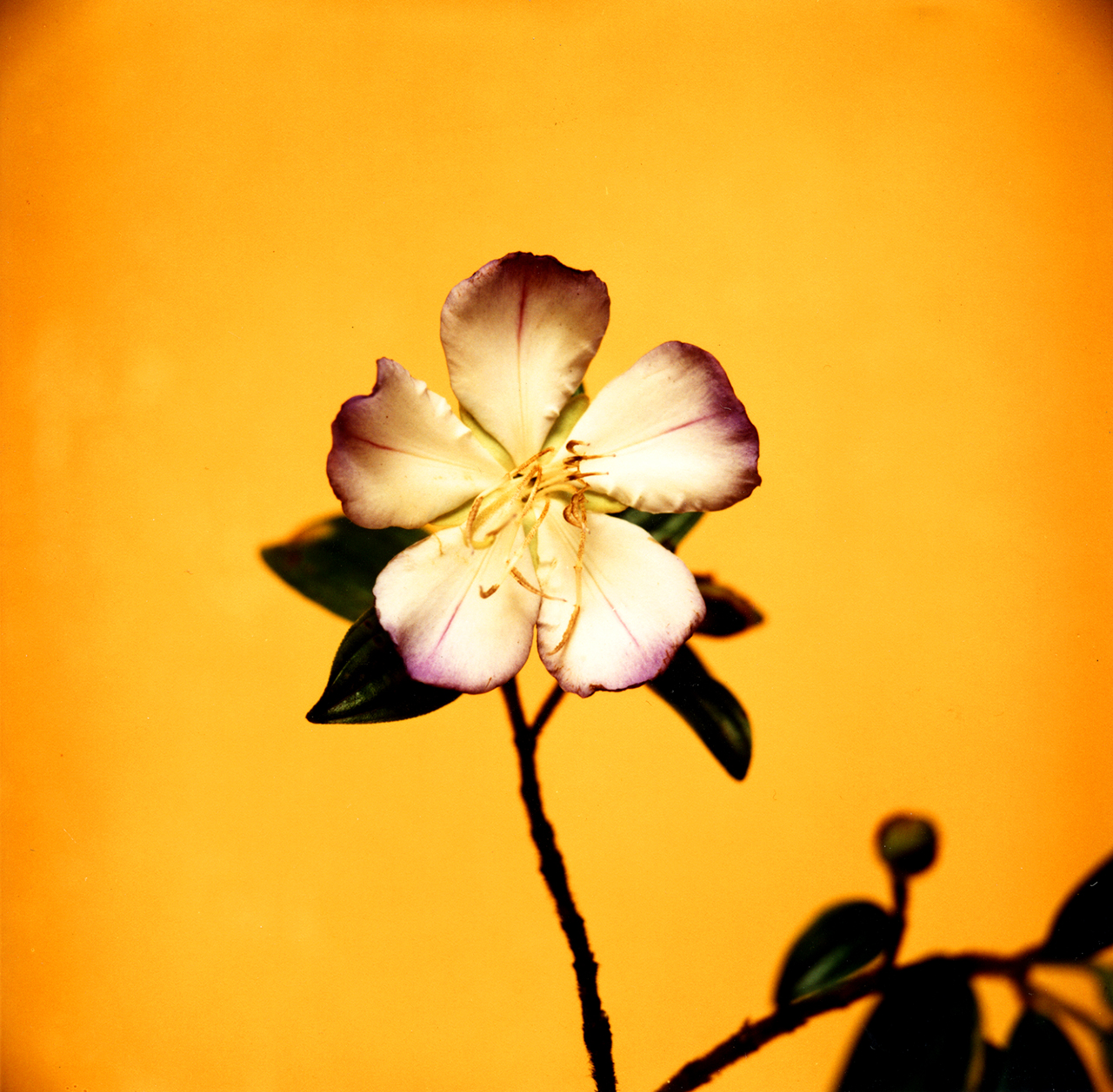 Secretaria do Meio Ambiente - Flores de São Paulo - Manacá da Serra