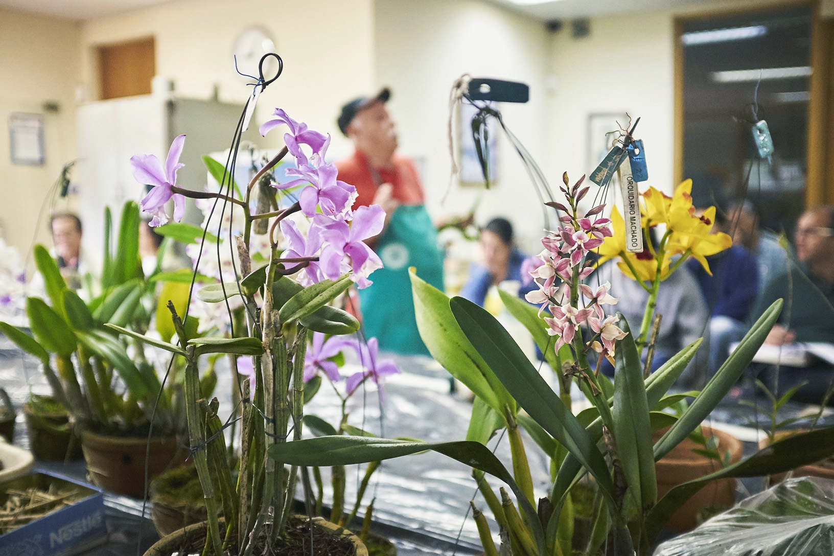  A aula sobre orquídeas no curso de jardinagem do Instituto de Botânica 