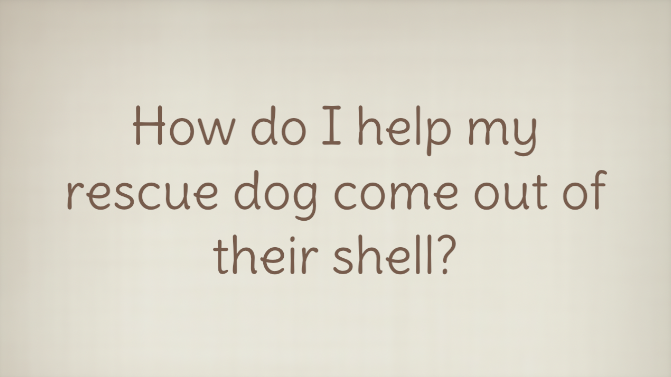 Ask A Dog Trainer: How do I help my rescue dog come out of their shell?
