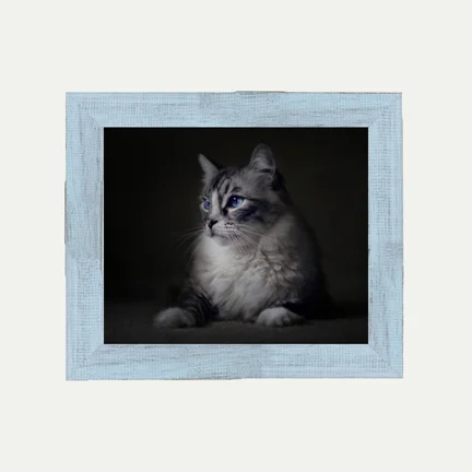 Cat Portrait