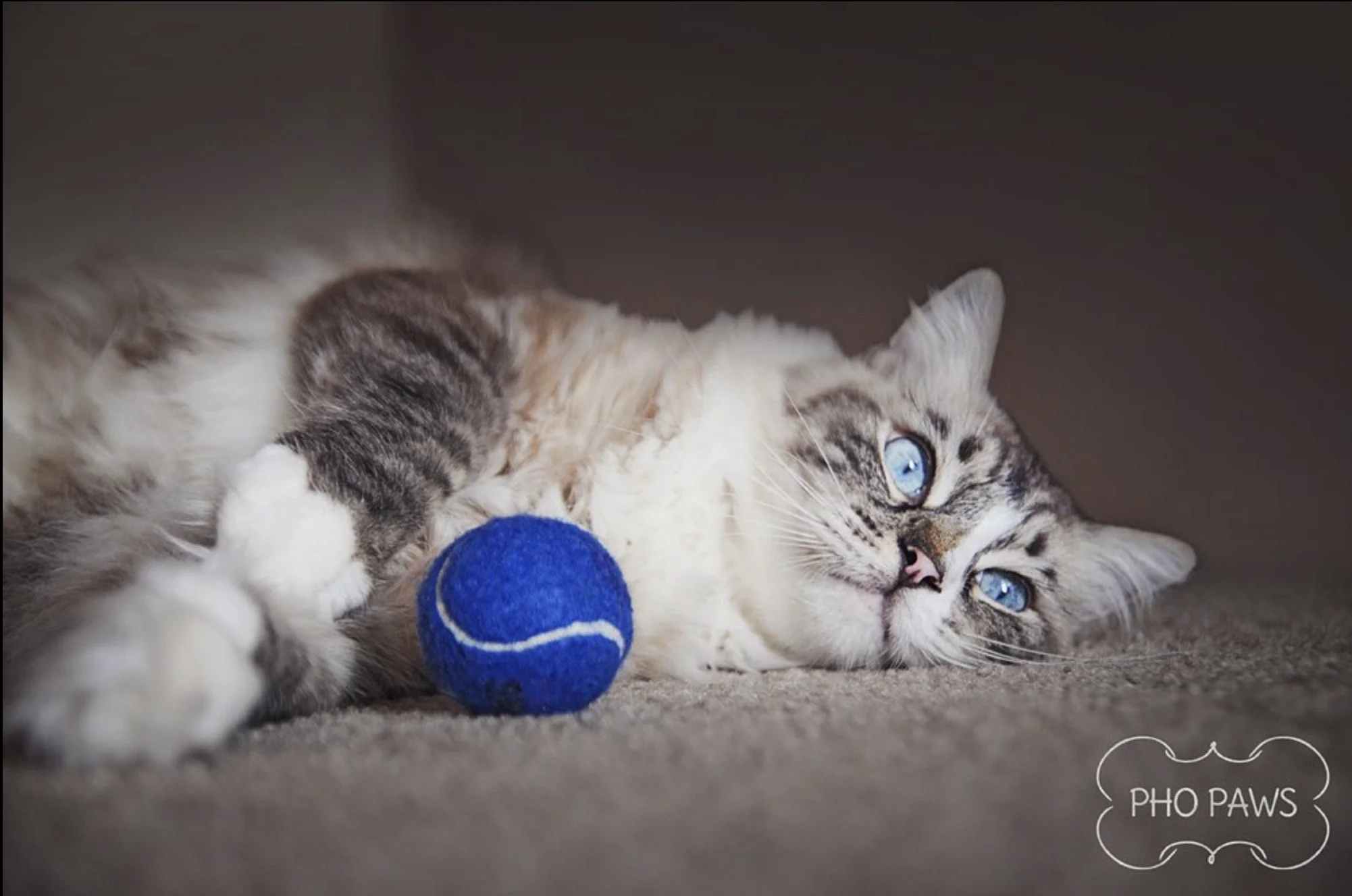 Dog Training 411: Dogs &amp; Cats