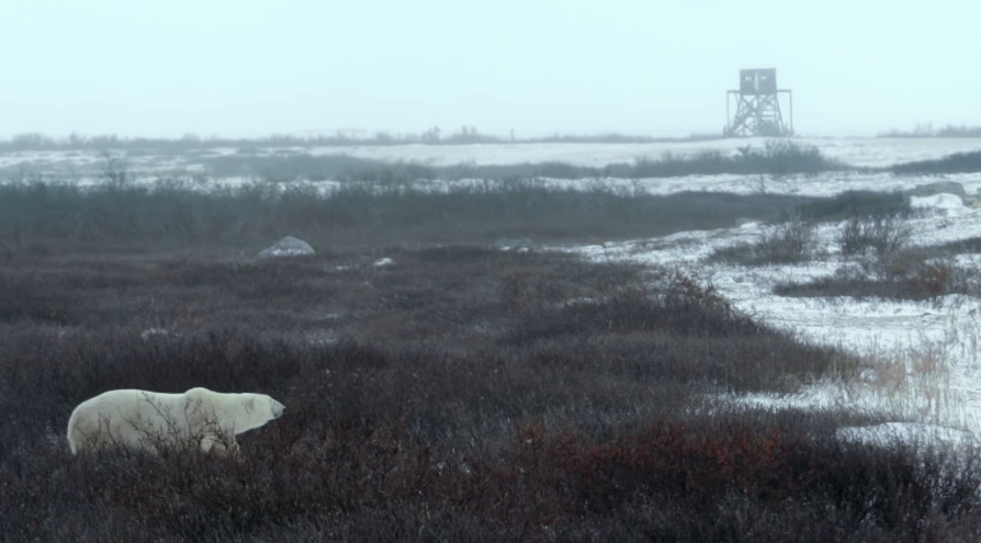 Google Polar Bear Expedition