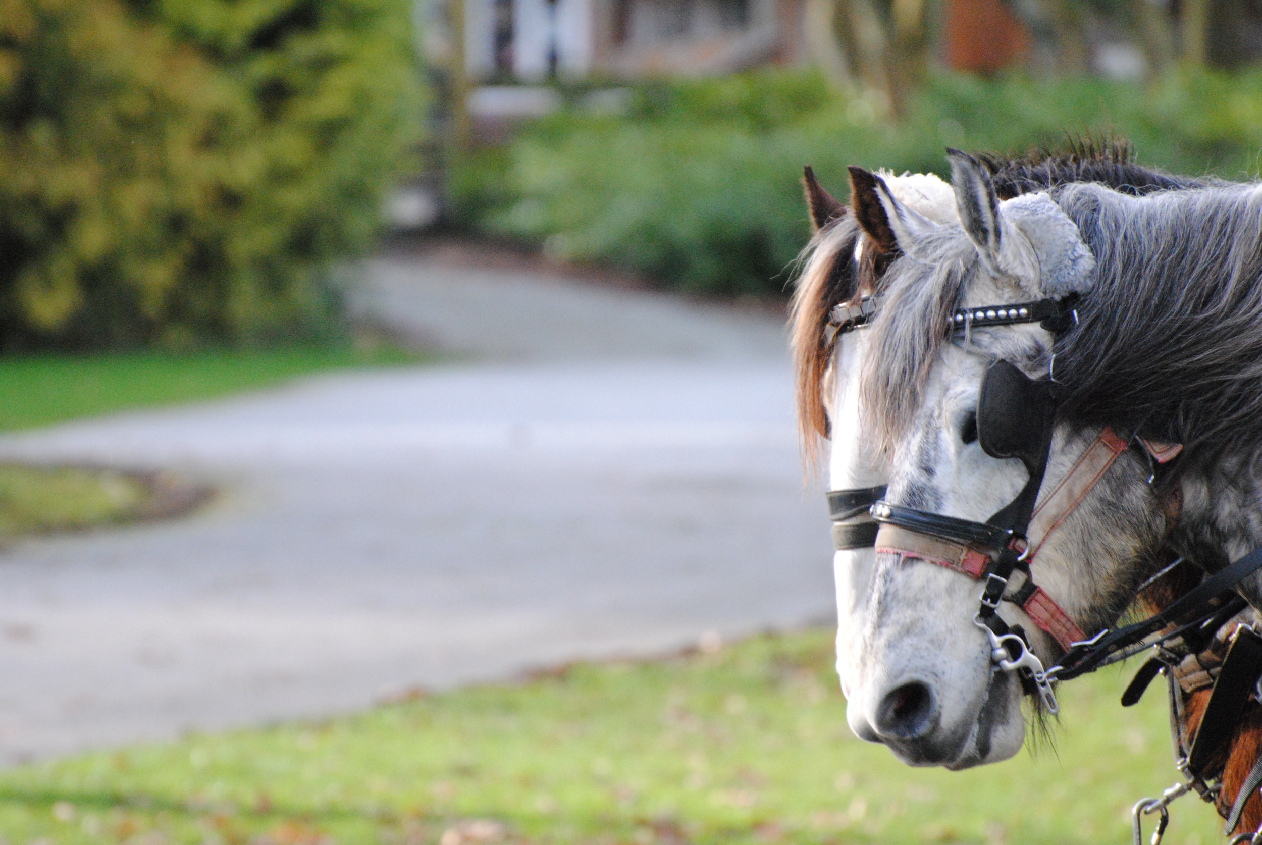 Horse Team