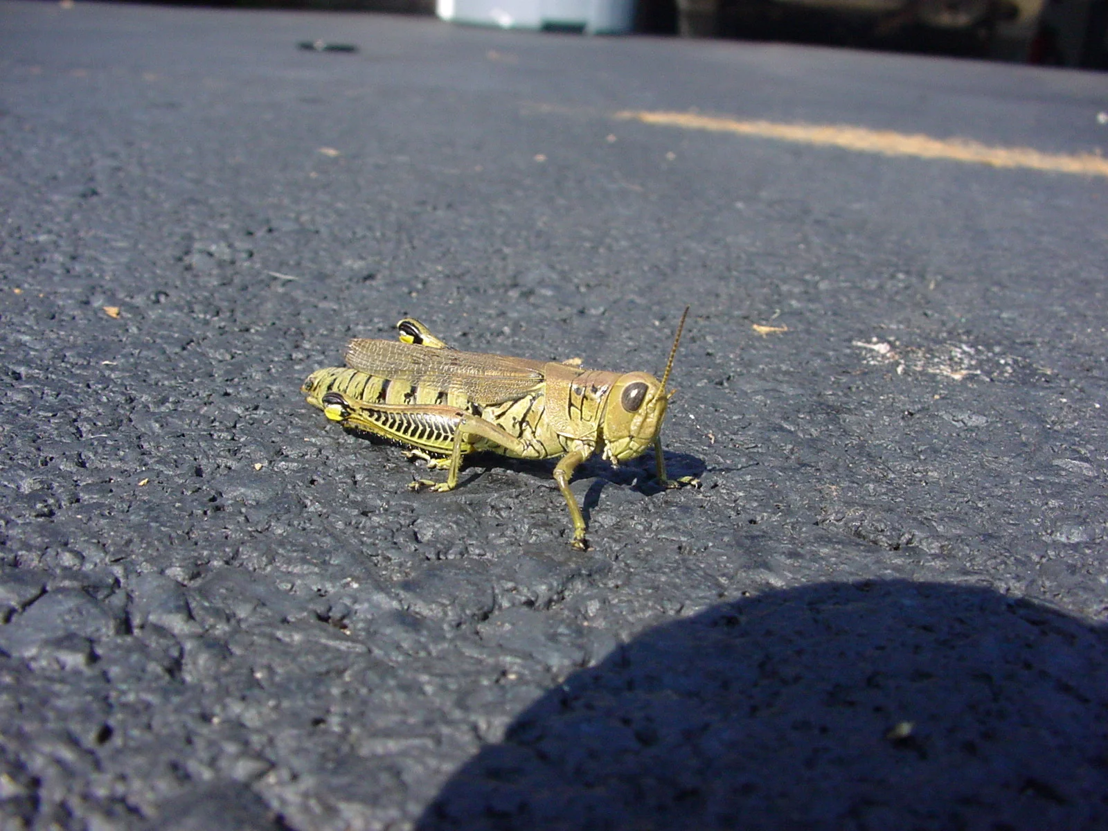 Grasshopper