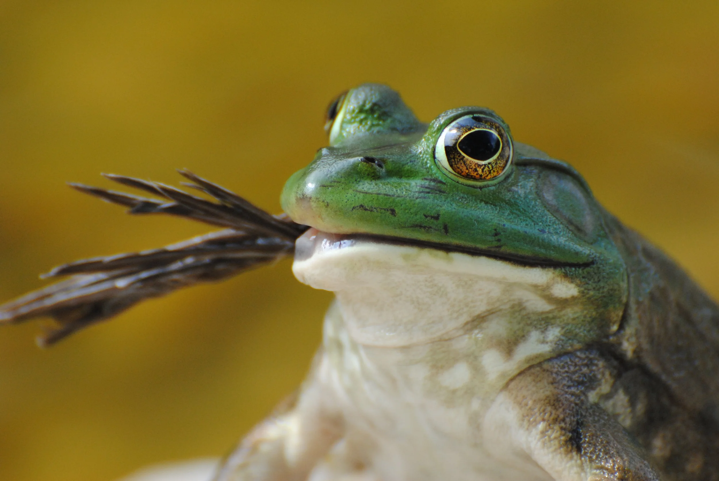 Queeny the Frog