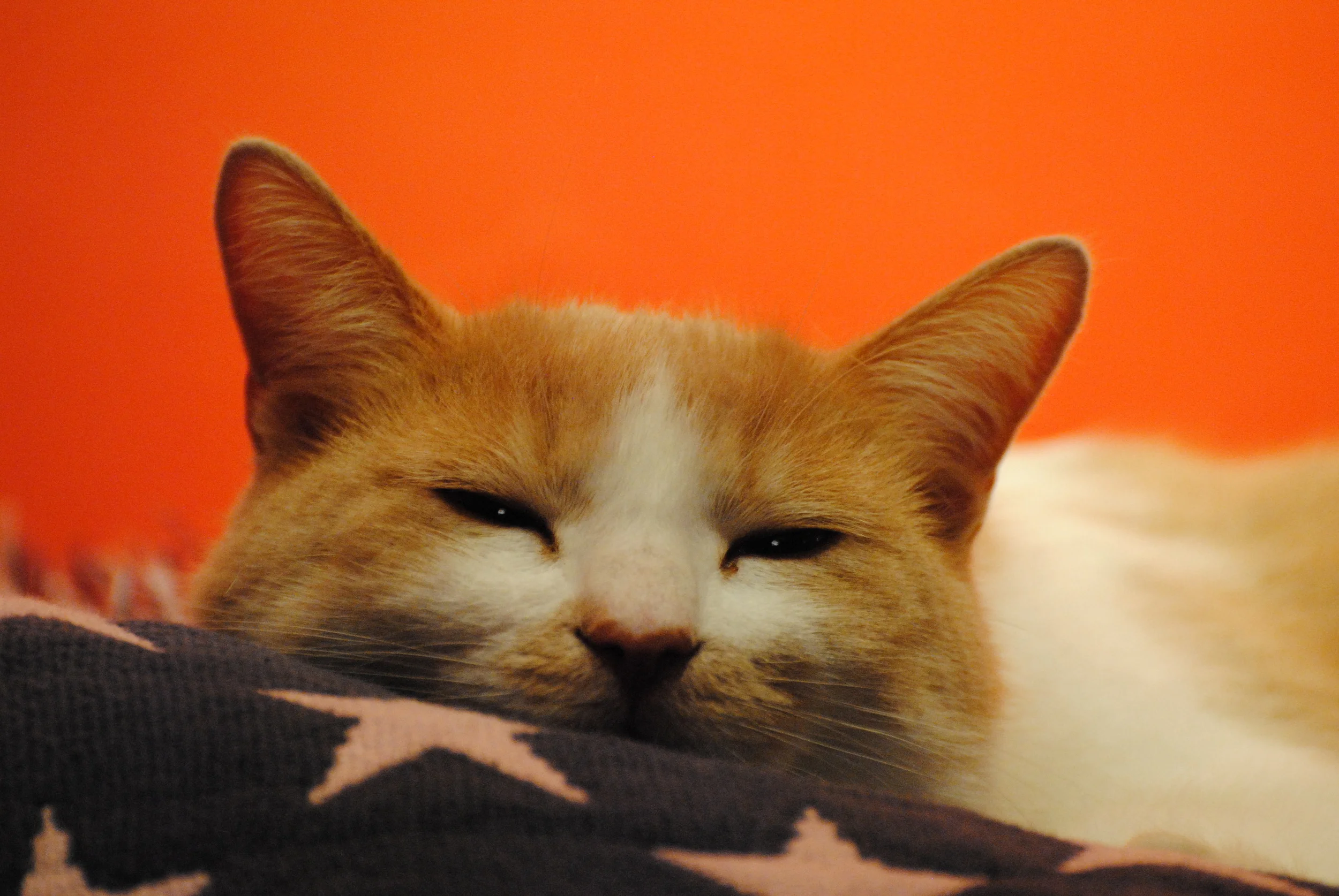 Cheshire Rudy