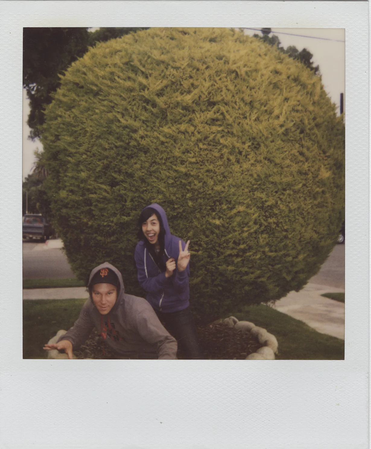 ball bush.jpg