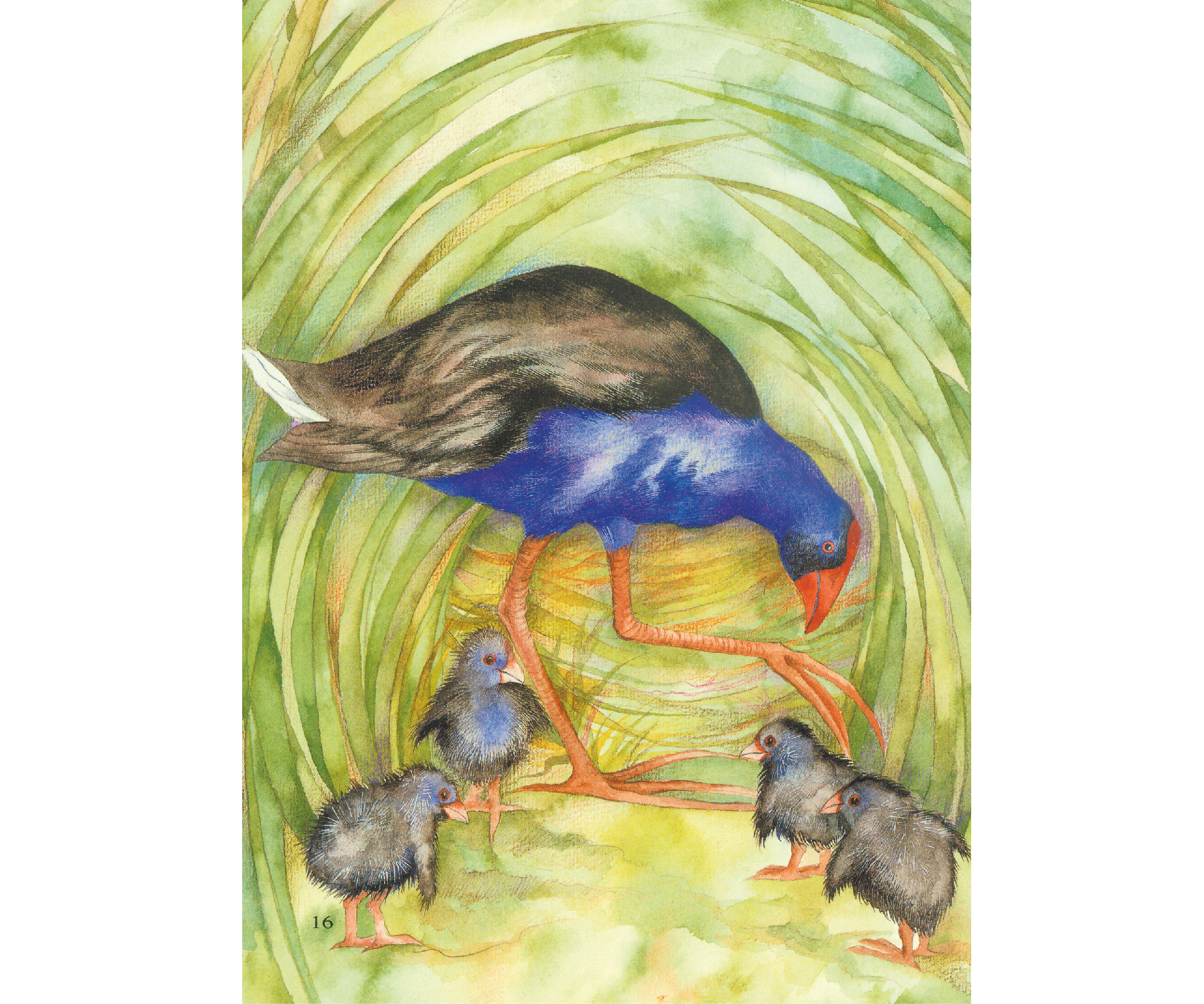 Pukeko copy.jpg