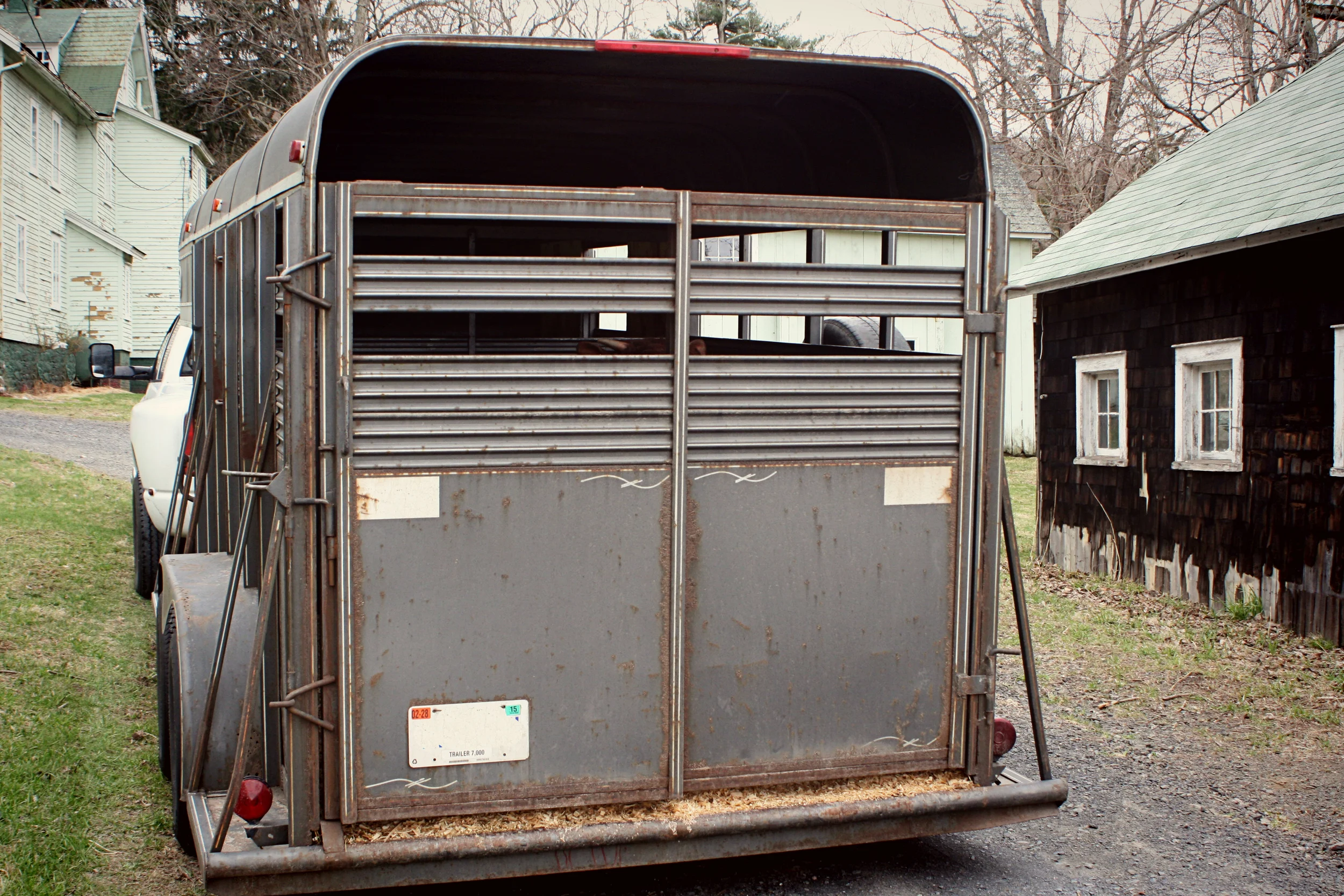 The cows* came home.