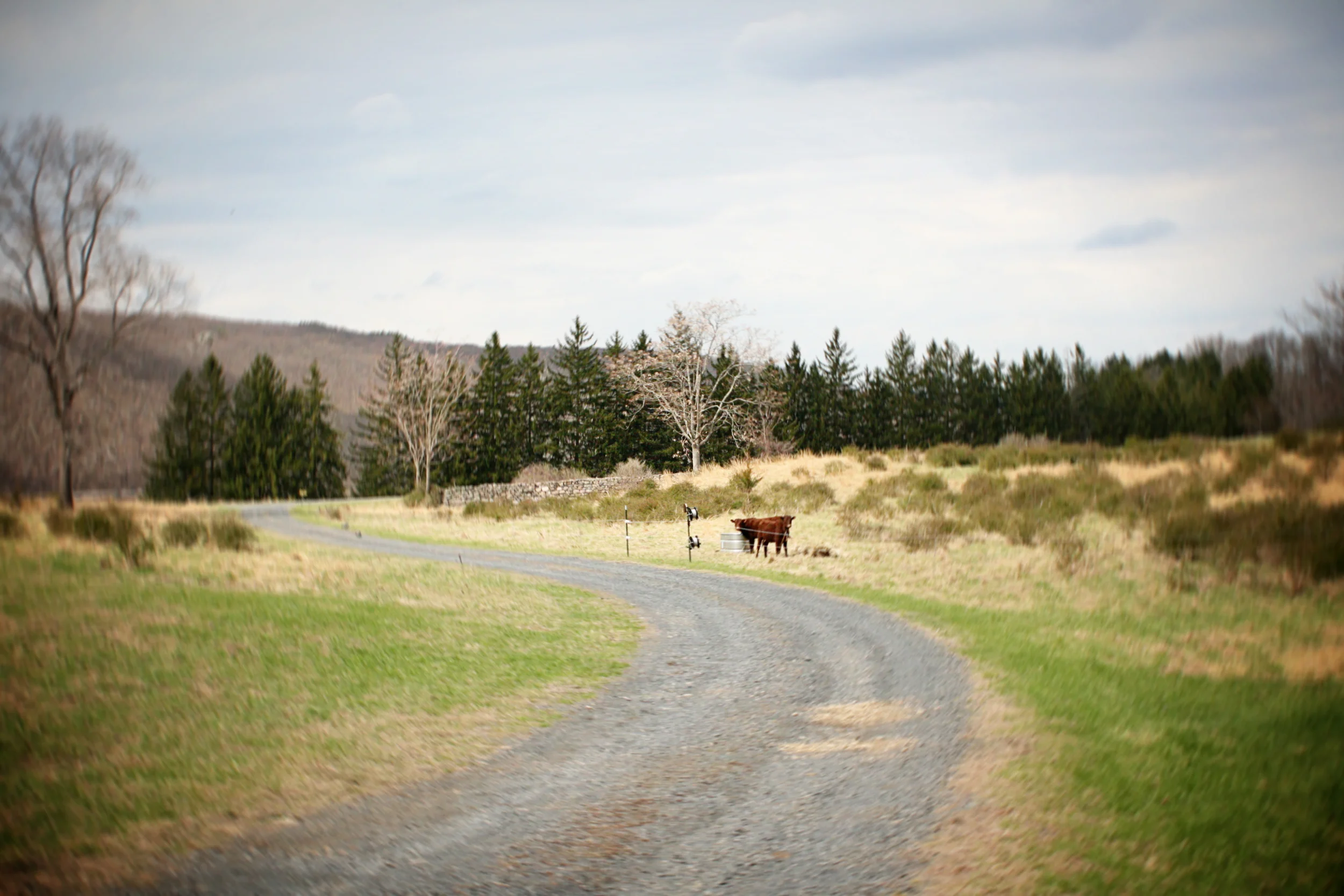 After spending two days in a small barn to help them get acclimated, Maple and Daisy moved outside to pasture.