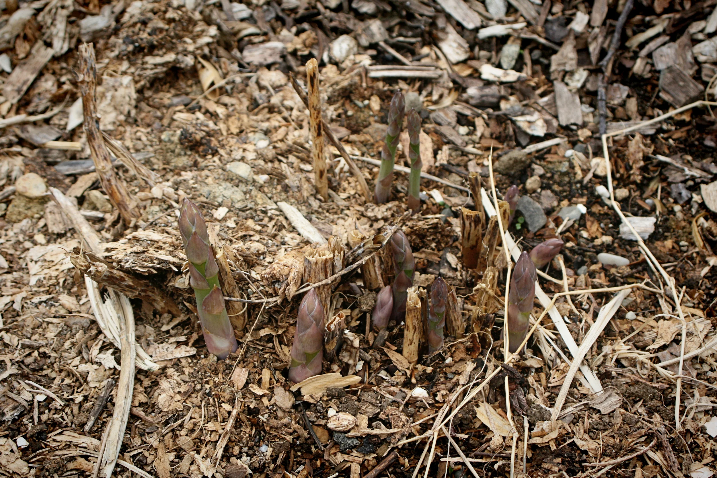 The asparagus started to come up!