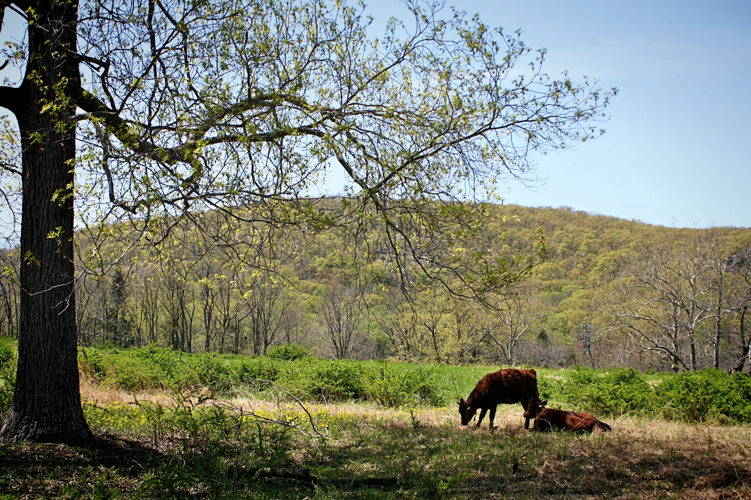 Maple and Daisy were moved across the driveway to a new pasture. They really love the shade of the hickory tree.