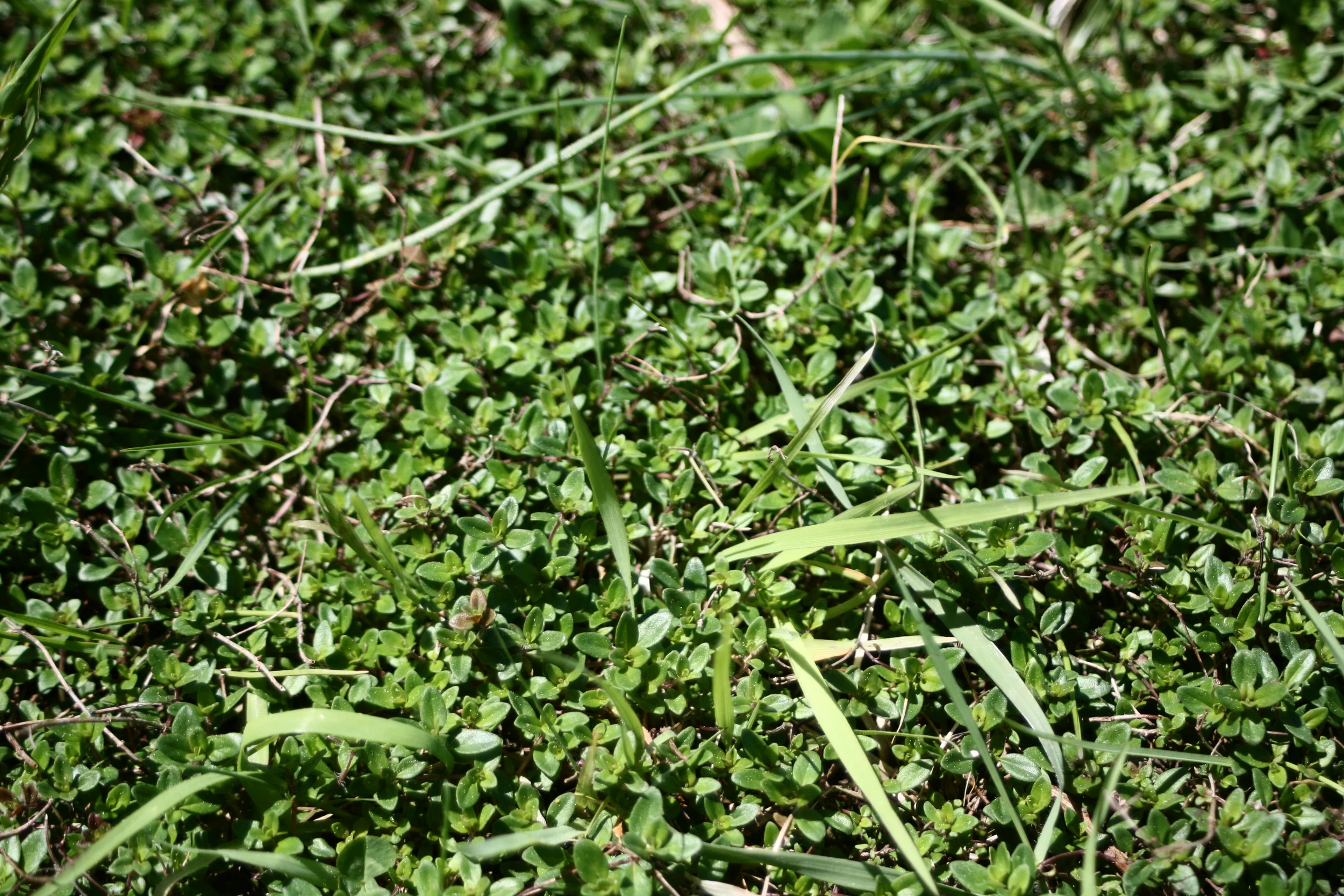The wild thyme has again started popping up all over the yard. It sure makes for some beautifully fragrant mowing.