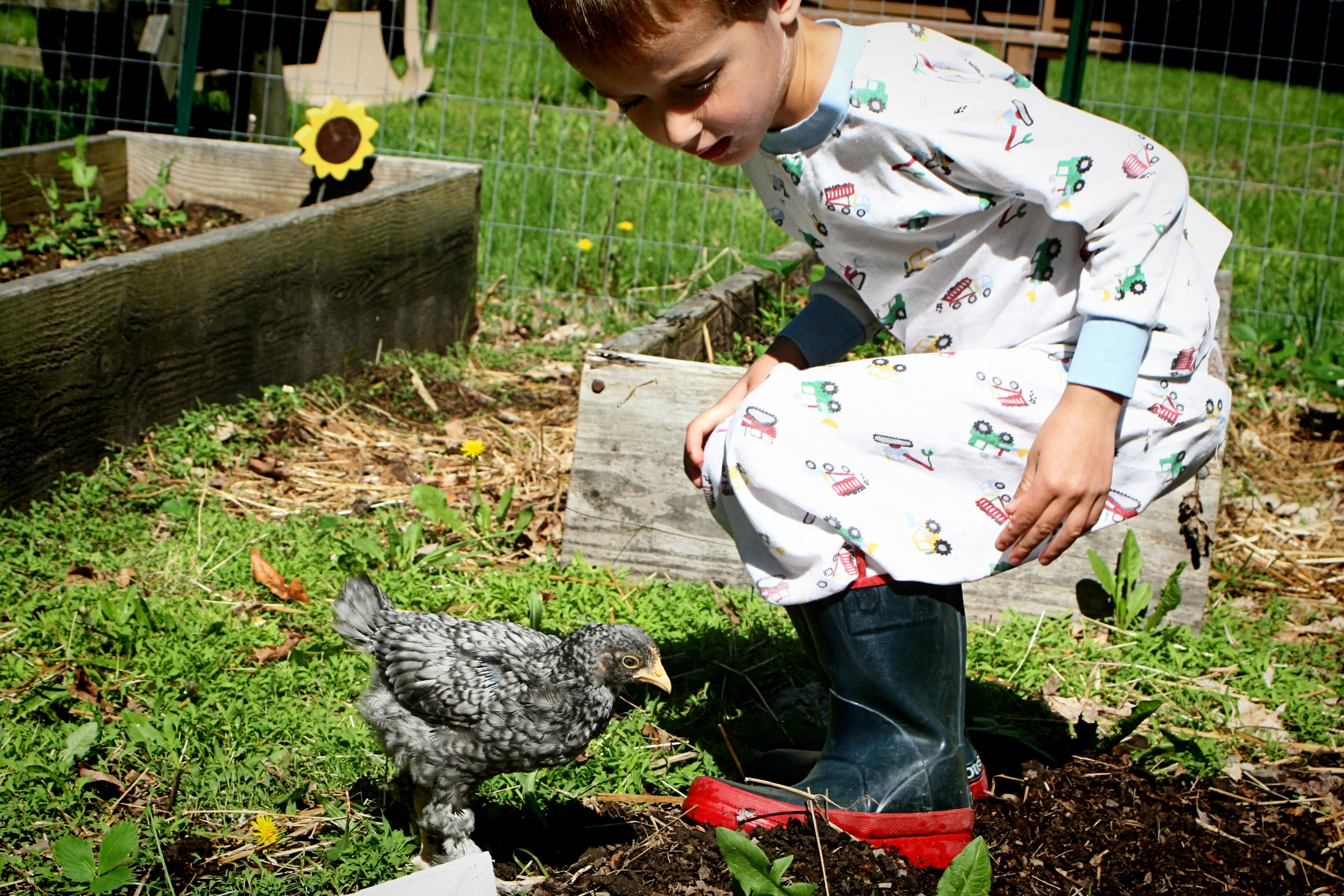 Our little hatchling, Eliot, had a field trip out of his brooder. He enjoyed some sunshine with the help of a fence and a bodyguard.