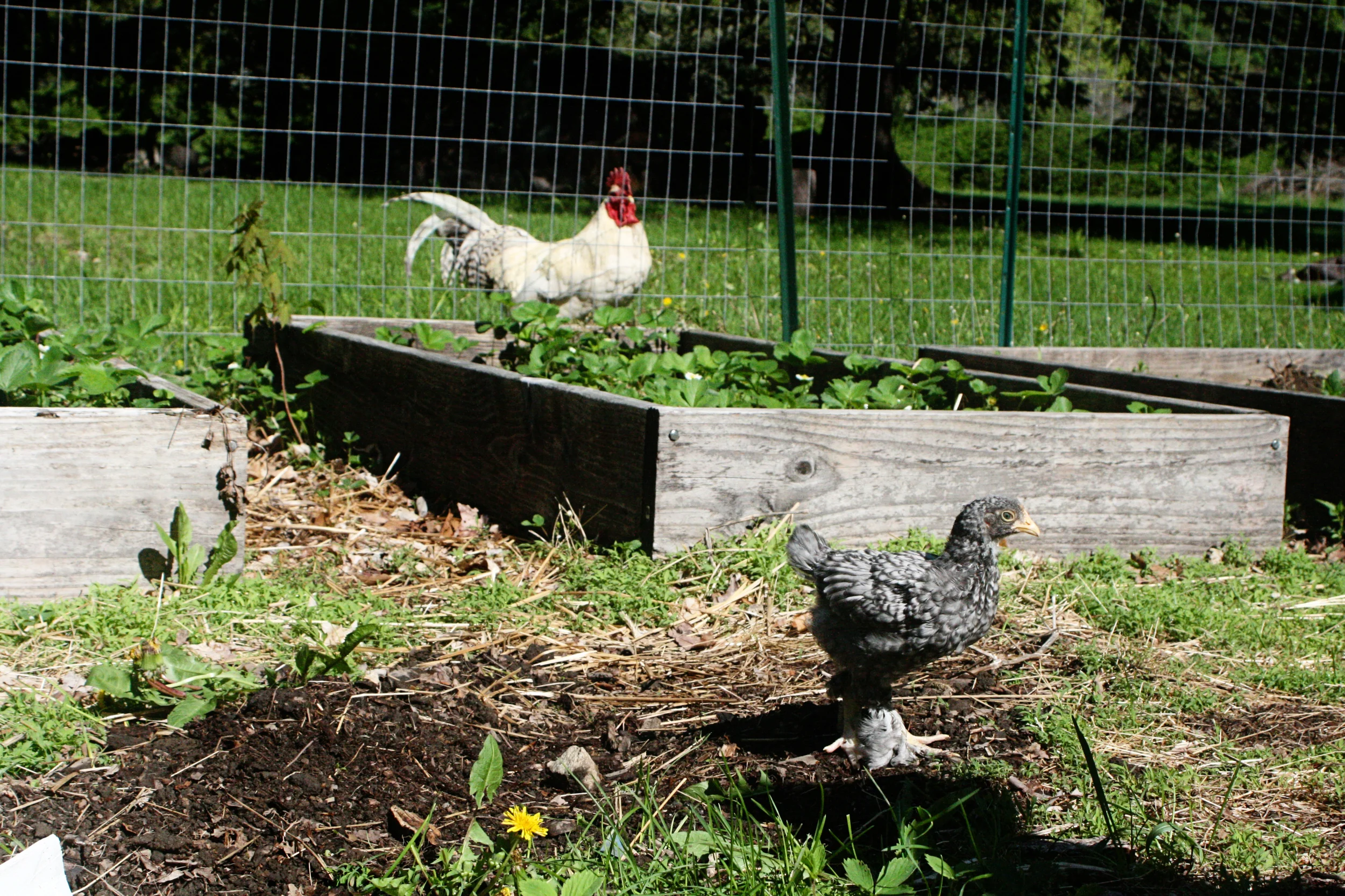 Our current rooster, however, is not so happy. I wonder if he can sense that his days are numbered.
