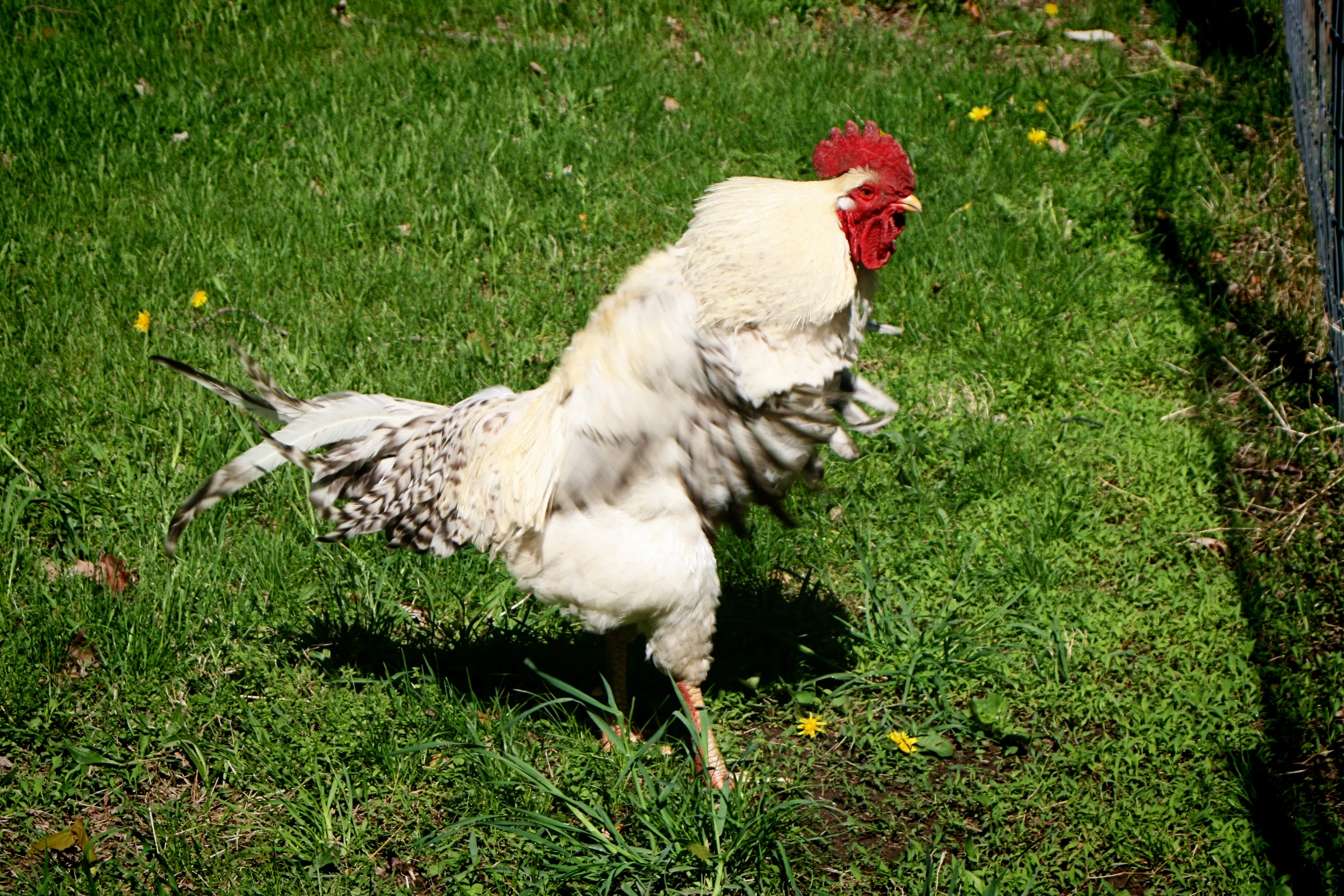 Talk about ruffling some feathers!