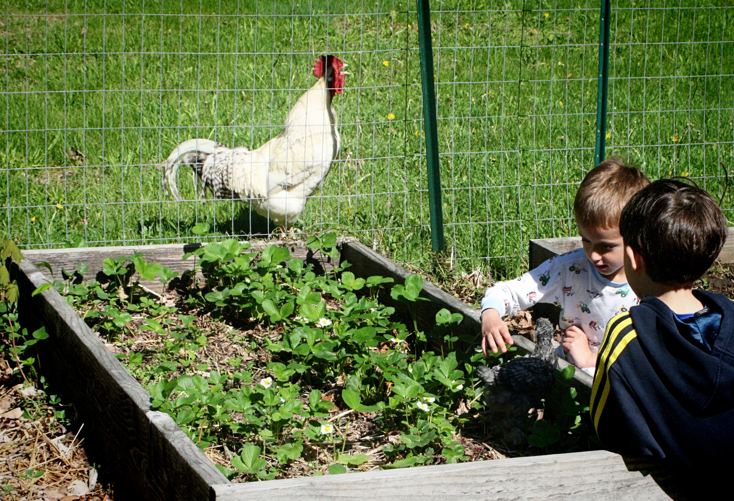 The rooster would not stop pacing the fence and crowing.