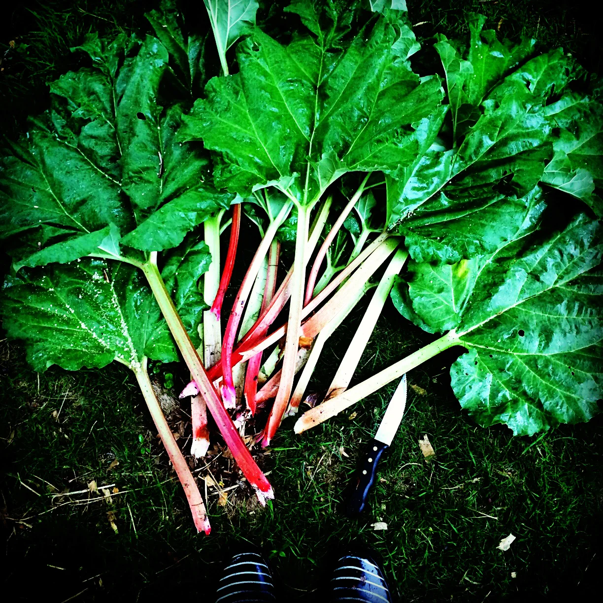We harvested the first rhubarb of the season.