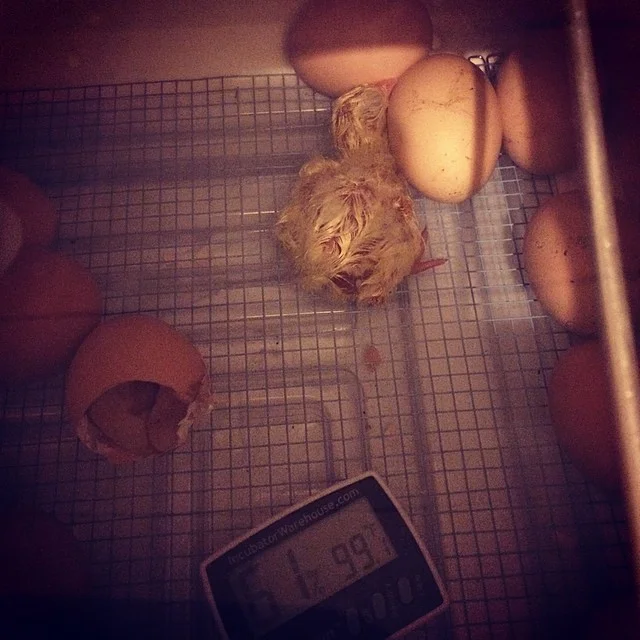 Since our last hatch didn't go well, we tried again with a combo of our own eggs and eggs we purchased (all Delawares). This little one was the first to hatch. It looks like he is snuggling up to the eggs while he waits for company, doesn't it? 